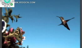 蜂鸟视频,捕捉生活瞬间，记录美好时光